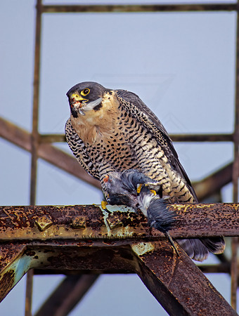 Falco peregrinus  PEREGRINE FALCON 97819+