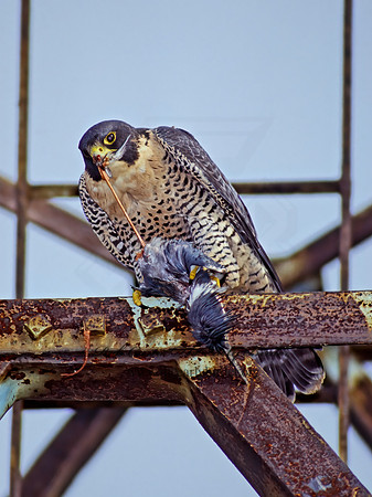 Falco peregrinus  PEREGRINE FALCON 97820+