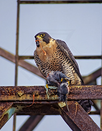 Falco peregrinus  PEREGRINE FALCON 97821+