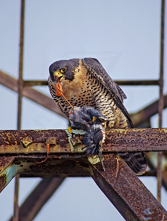 Falco peregrinus  PEREGRINE FALCON 97822+