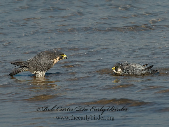 Falco peregrinus  PEREGRINE FALCON 6028112+
