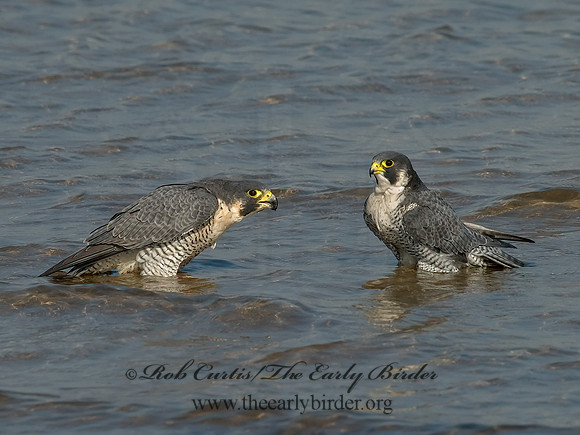 Falco peregrinus  PEREGRINE FALCON 6028115+
