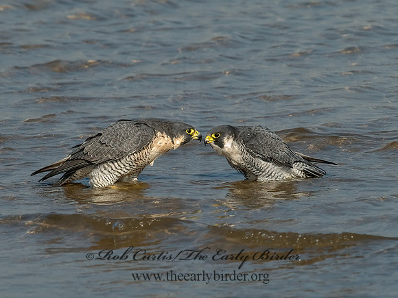 Falco peregrinus  PEREGRINE FALCON 6028117+