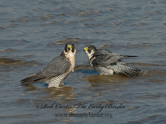 Falco peregrinus  PEREGRINE FALCON 6028119+