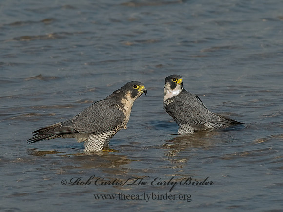 Falco peregrinus  PEREGRINE FALCON 6028120+