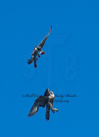 Falco peregrinus  PEREGRINE FALCON 8037488+