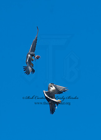 Falco peregrinus  PEREGRINE FALCON 8037489+