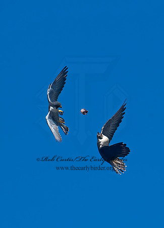 Falco peregrinus  PEREGRINE FALCON 8037490+