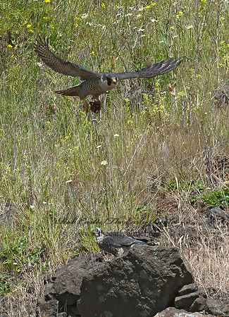 Falco peregrinus  PEREGRINE FALCON 8037508+