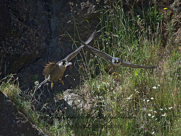 Falco peregrinus  PEREGRINE FALCON 9060233+