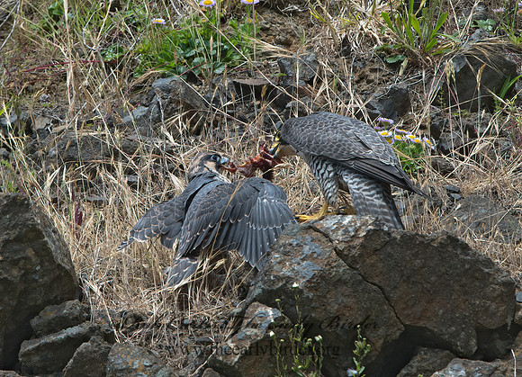 Falco peregrinus  PEREGRINE FALCON 9060540+