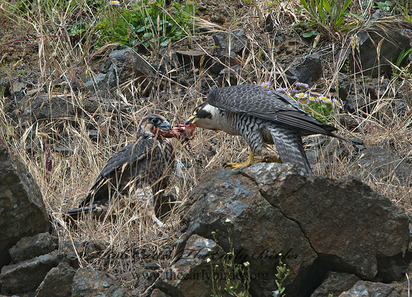 Falco peregrinus  PEREGRINE FALCON 9060543+