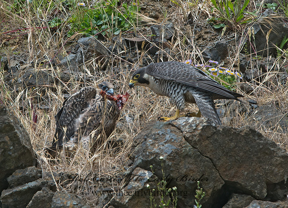 Falco peregrinus  PEREGRINE FALCON 9060547+
