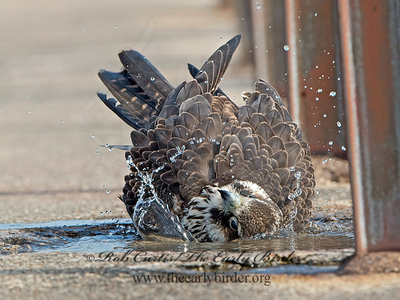 Falco peregrinus  PEREGRINE FALCON 9024928+