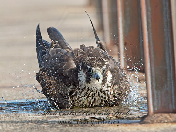 Falco peregrinus  PEREGRINE FALCON 9024932+