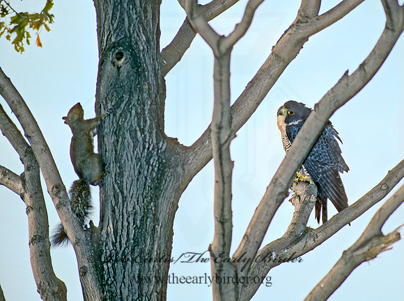 Falco peregrinus  PEREGRINE FALCON 97730+