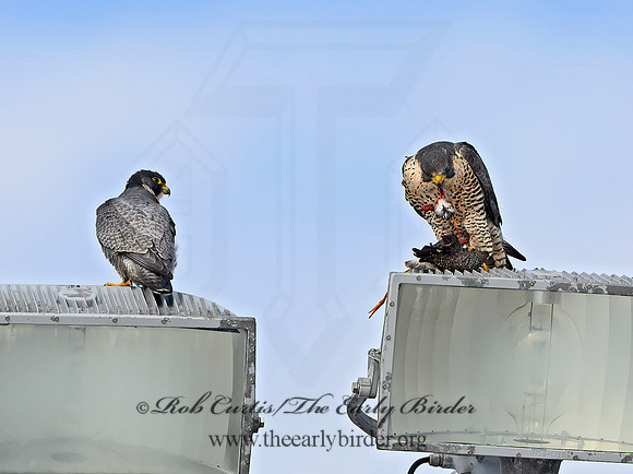 Falco peregrinus  PEREGRINE FALCON 1307850+