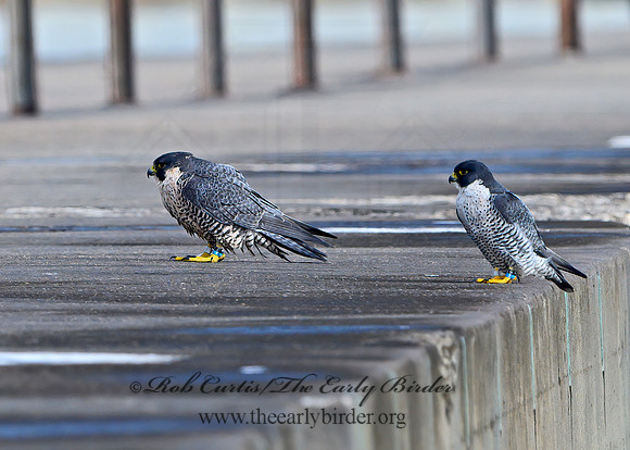 Falco peregrinus  PEREGRINE FALCON 1308055+