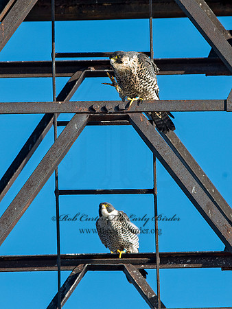 Falco peregrinus  PEREGRINE FALCON 9064871+