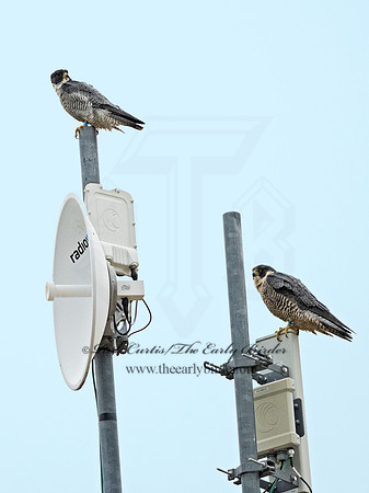 Falco peregrinus  PEREGRINE FALCON 1308212