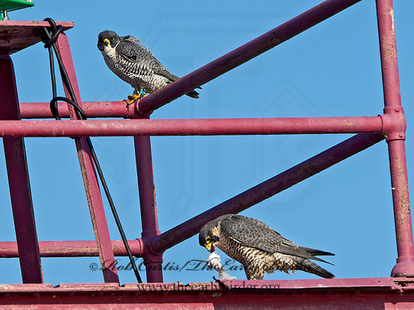 Falco peregrinus  PEREGRINE FALCON 9065422+