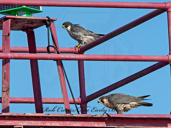 Falco peregrinus  PEREGRINE FALCON 9065426+