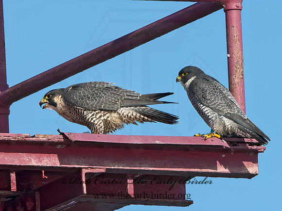 Falco peregrinus  PEREGRINE FALCON 9065445+