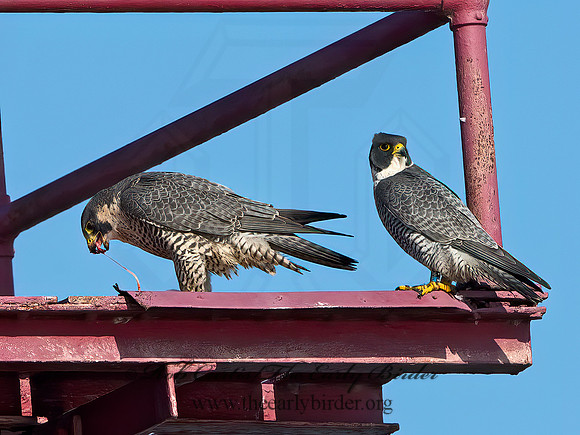 Falco peregrinus  PEREGRINE FALCON 9065443+