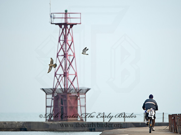 Falco peregrinus  PEREGRINE FALCON 9065162+