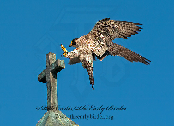 Falco peregrinus  PEREGRINE FALCON 8025900+