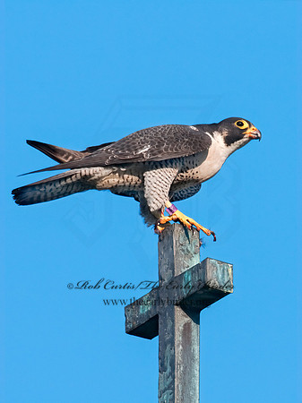 Falco peregrinus  PEREGRINE FALCON 3008509+