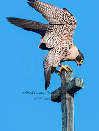 Falco peregrinus  PEREGRINE FALCON 3008512+