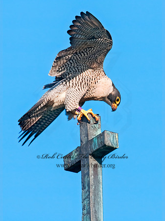 Falco peregrinus  PEREGRINE FALCON 3008513+