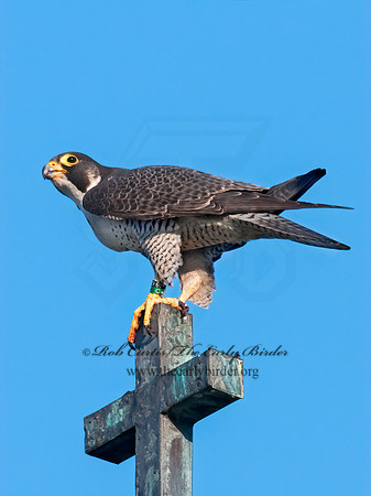 Falco peregrinus  PEREGRINE FALCON 3008516+