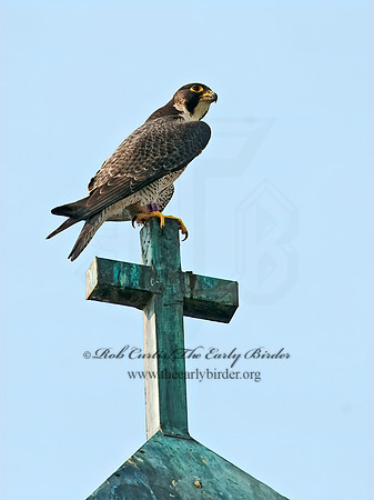 Falco peregrinus  PEREGRINE FALCON 8025850+