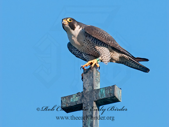 Falco peregrinus  PEREGRINE FALCON 3008519+