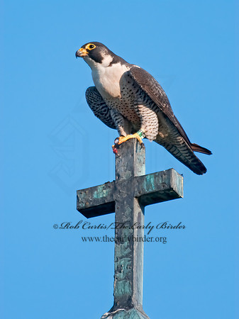 Falco peregrinus  PEREGRINE FALCON 3008521+