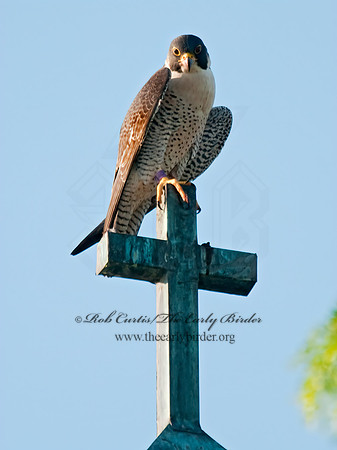 Falco peregrinus  PEREGRINE FALCON 3008527+