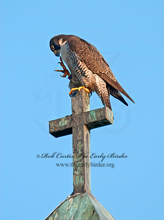Falco peregrinus  PEREGRINE FALCON 3008541+