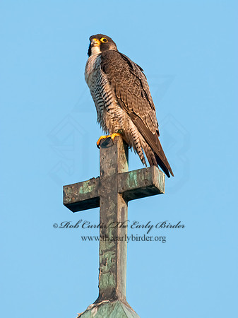 Falco peregrinus  PEREGRINE FALCON 3008542+