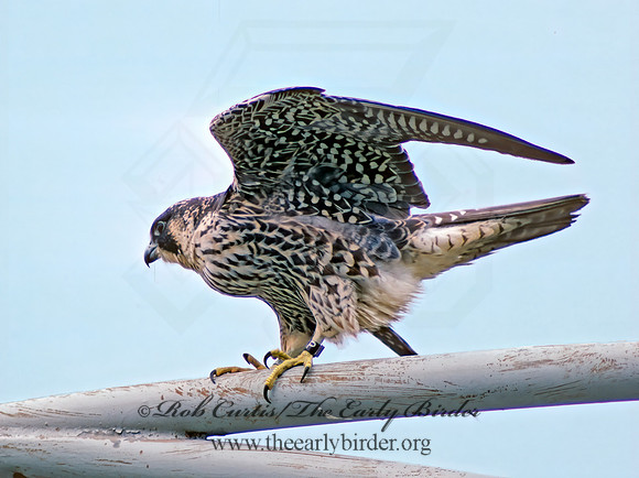 Falco peregrinus  PEREGRINE FALCON 6517+