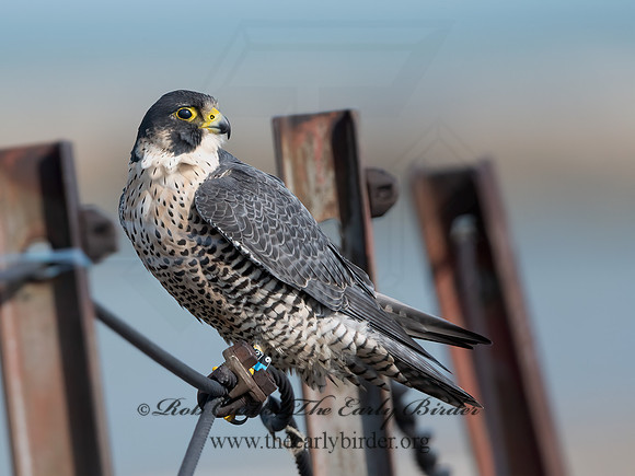 Falco peregrinus  PEREGRINE FALCON 1308189+