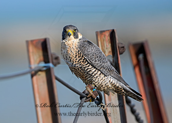 Falco peregrinus  PEREGRINE FALCON 1308196+