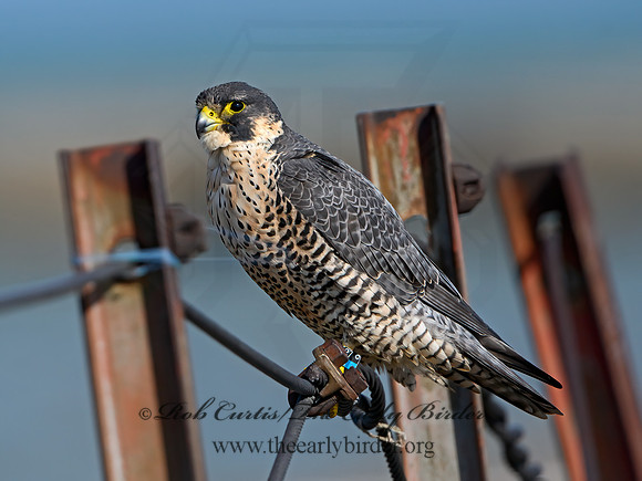 Falco peregrinus  PEREGRINE FALCON 1308200+