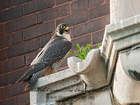 Falco peregrinus  PEREGRINE FALCON 3008576+