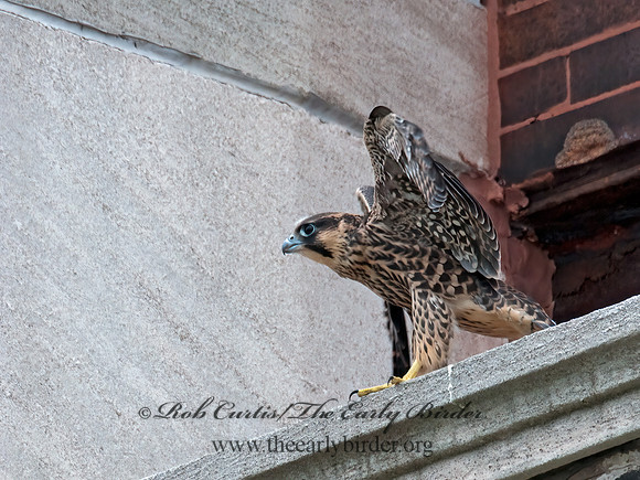 Falco peregrinus  PEREGRINE FALCON 3008612+