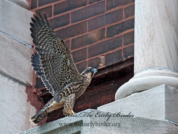 Falco peregrinus  PEREGRINE FALCON 3008613+