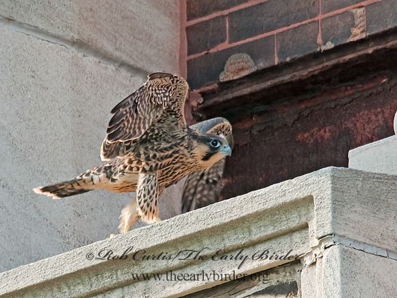 Falco peregrinus  PEREGRINE FALCON 3008573+