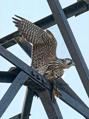 Falco peregrinus  PEREGRINE FALCON 3009971+