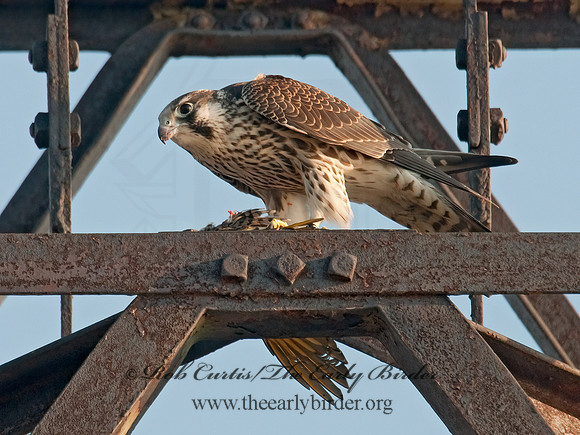 Falco peregrinus  PEREGRINE FALCON 3009981+